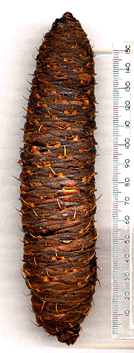Abies cephalonica
