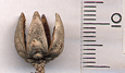 Actinostrobus arenarius