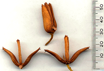 Calocedrus decurrens