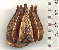 Callitris macleayana