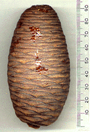 Cedrus libani atlantica