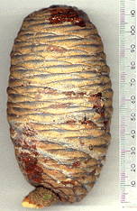 Cedrus libani