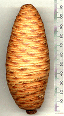 Cedrus libani stenocoma