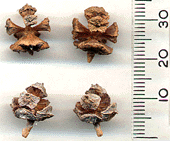 Chamaecyparis lawsoniana