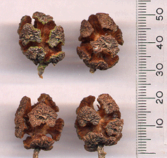 Cupressus cashmeriana