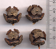 Cupressus duclouxiana