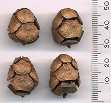 Cupressus dupreziana