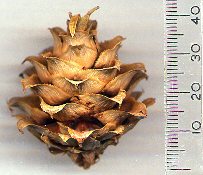 http://www.pinetum.org/cones/CUlanceolata1.jpg
