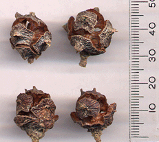 Cupressus lusitanica