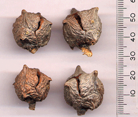 Cupressus macnabiana