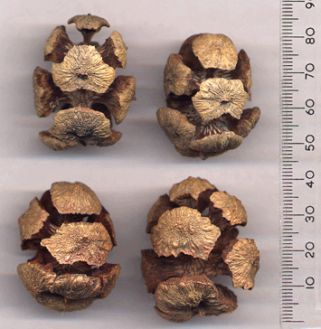 Cupressus sempervirens