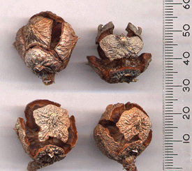 Cupressus stephensonii