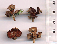 Cupressus vietnamensis