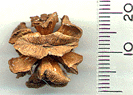 Fokienia hodginsii