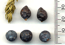 Juniperus communis alpina