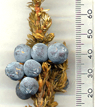 Juniperus communis alpina