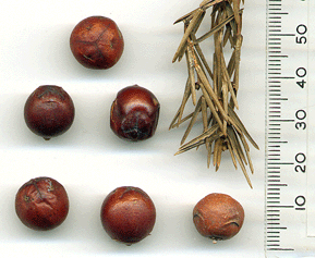 Juniperus cedrus
