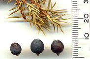 Juniperus communis communis