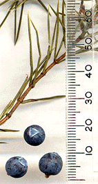 Juniperus communis communis
