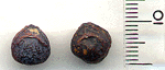 Juniperus conferta
