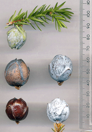 Juniperus drupacea