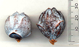 Juniperus drupacea
