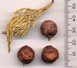 Juniperus flaccida