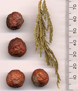 Juniperus flaccida