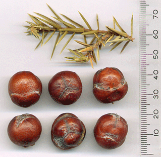 Juniperus macrocarpa