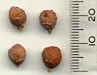 Juniperus monosperma