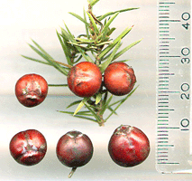 Juniperus oxycedrus