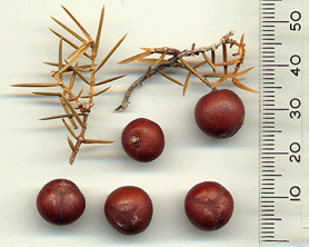 Juniperus oxycedrus