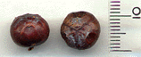 Juniperus rigida
