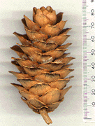 Keteleeria davidiana