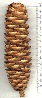 Keteleeria fortunei