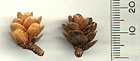Larix laricina alaskensis