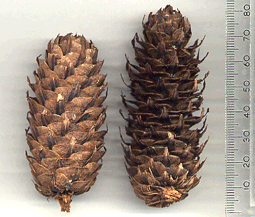 Larix potaninii australis