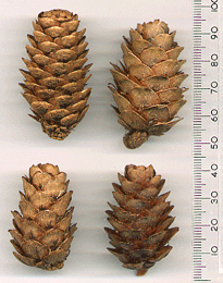Larix decidua