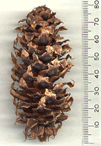 Larix griffithii