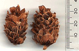 Larix lyallii