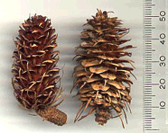 Larix occidentalis