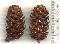 Larix potaninii