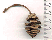 Metasequoia glyptostroboides