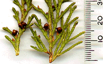 Microbiota decussata