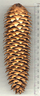 Picea abies