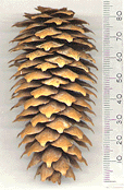 Picea abies