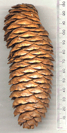 Picea alpestris