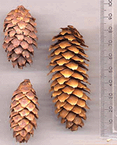 Picea engelmannii engelmannii