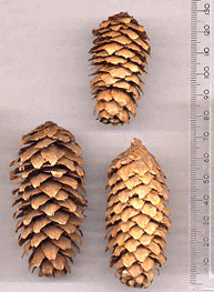 Picea engelmannii mexicana