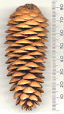 Picea obovata